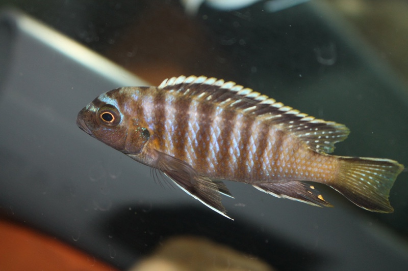 Maylandia nigrodorsalis 'Nkolongwe'